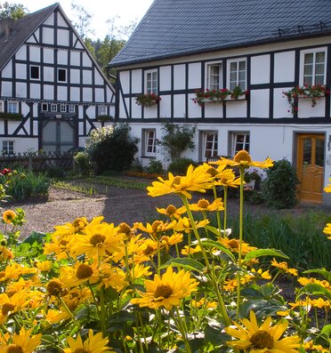 Blick in einen Hinterhof eines Fachwerkhauses mit gelben Blumen im Garten.